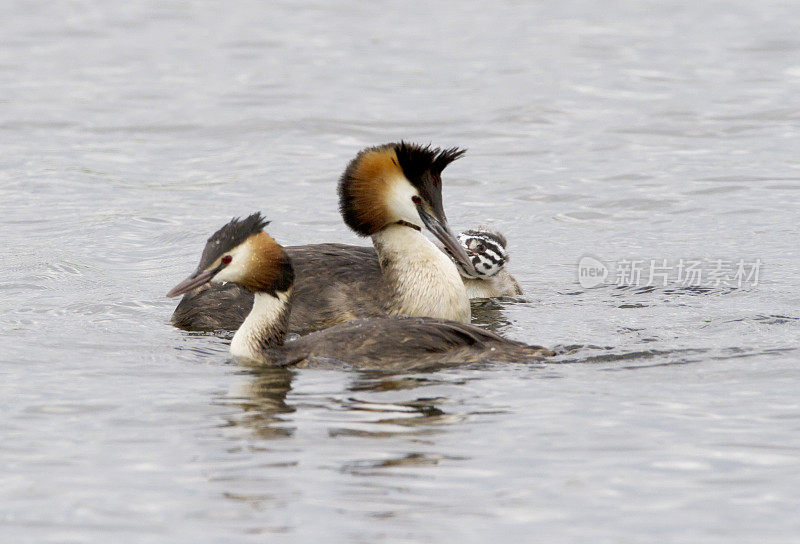 大冠毛鸊鷉(Podiceps cristatus)父母和幼鸟